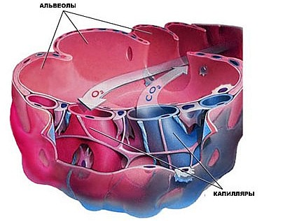 Альвеолы, капилляры